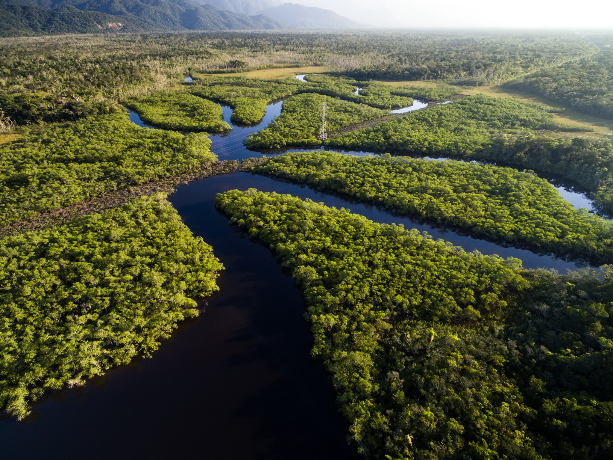 Леса Амазонии (75 фото) .