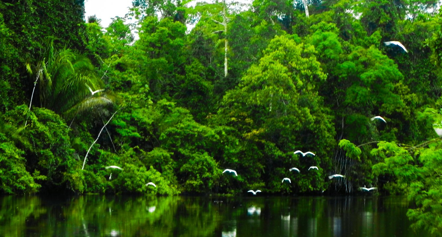 Тропический дождевой лес амазонки
