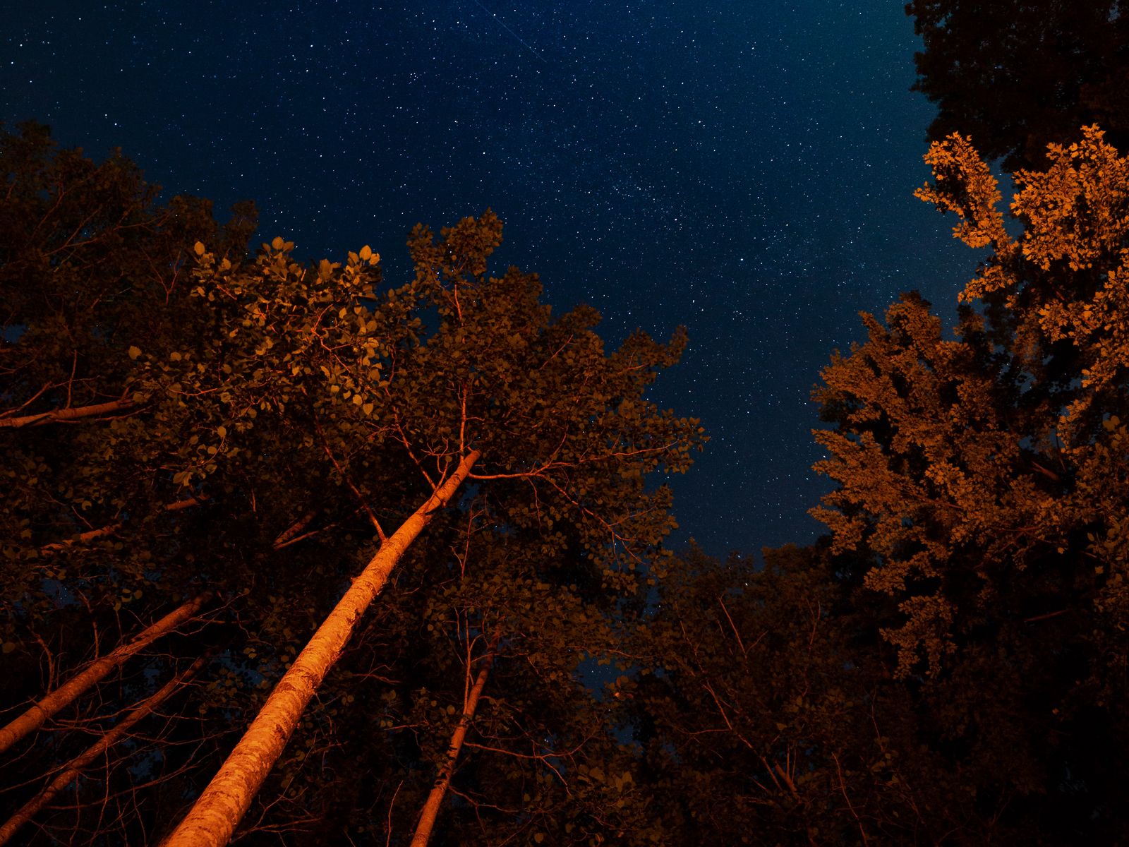 Ночное небо с деревьями