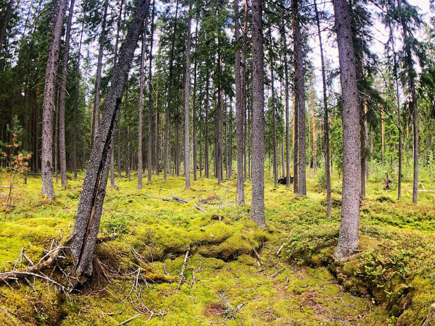 Казань Северный лес