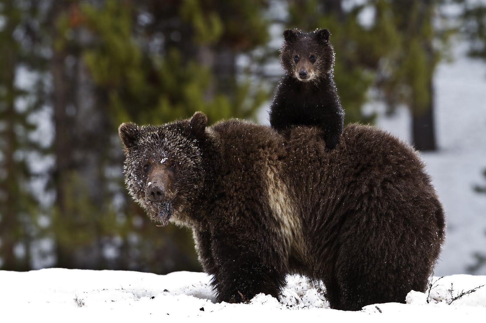 Бурый медведь Алтайского края
