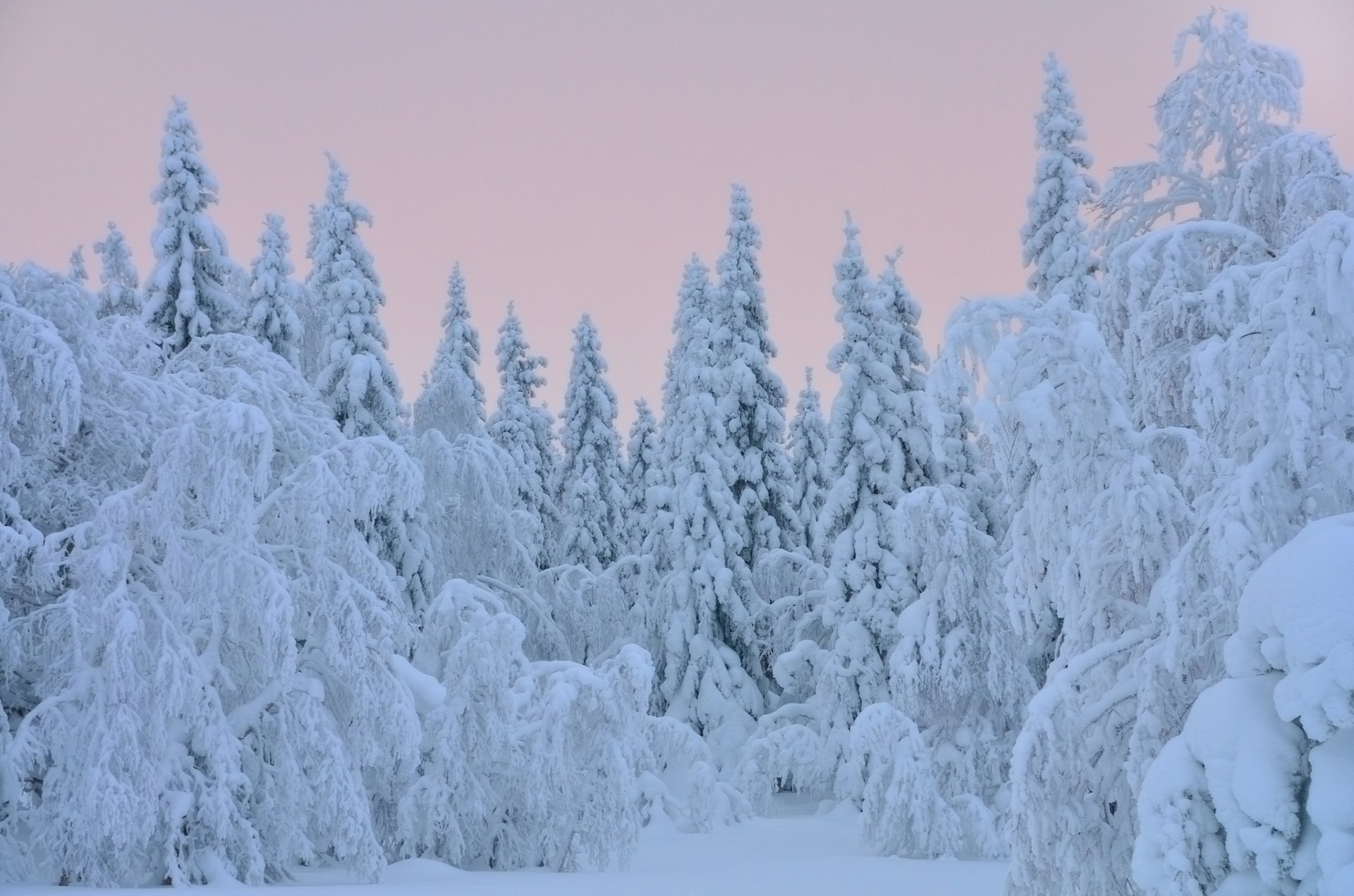Белый зимний лес