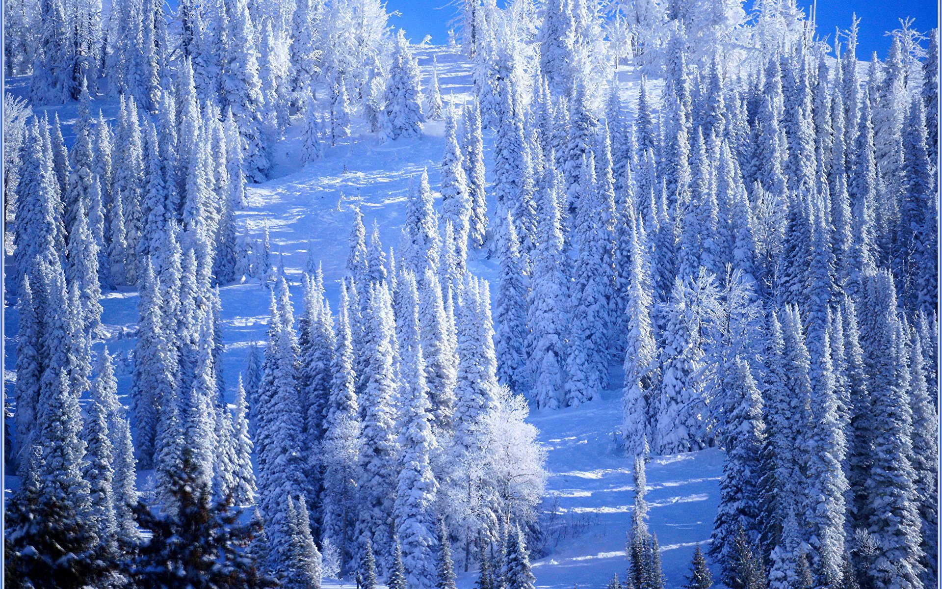 Красивые снежные леса