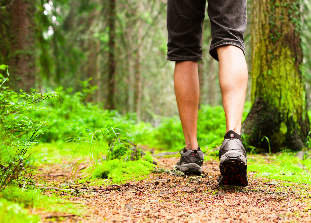 Гулять в лесу. Пешие прогулки в лесу. Прогулки по лесу. Пешком по лесу. Natural walking