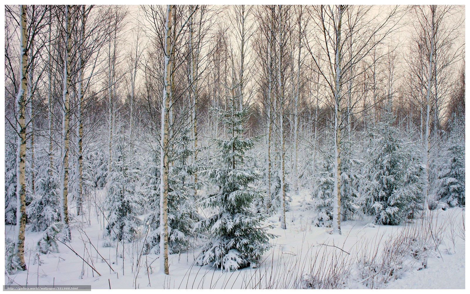 Зимний смешанный лес