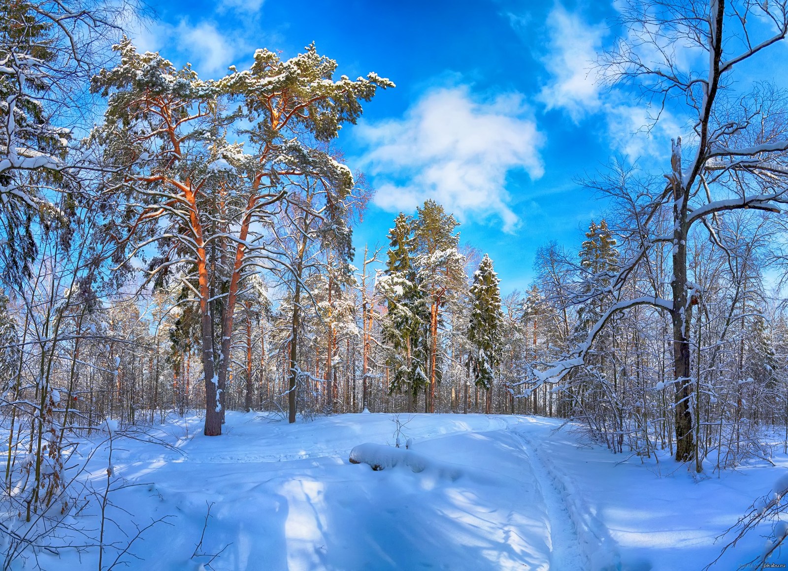 Смешанные и широколиственные леса зимой