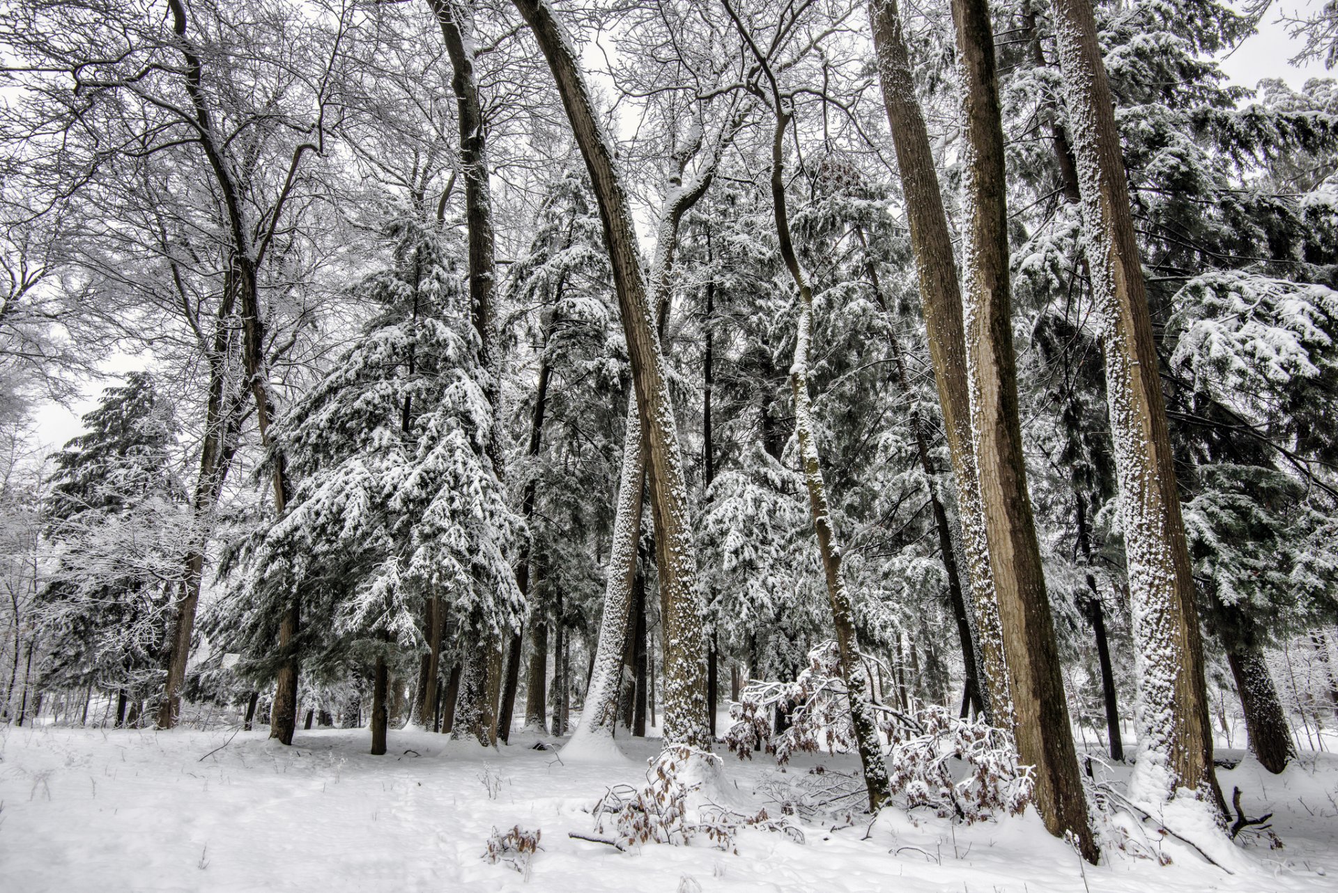 Деревья в лесу зимой