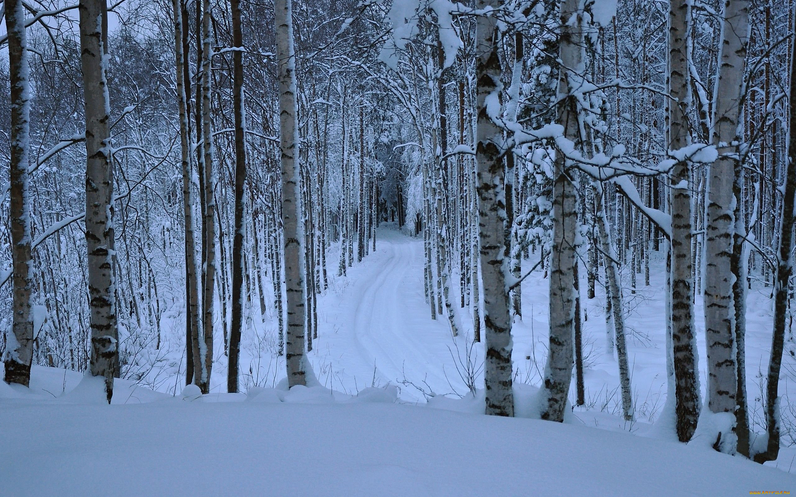 Зима в Ивантеевке лес
