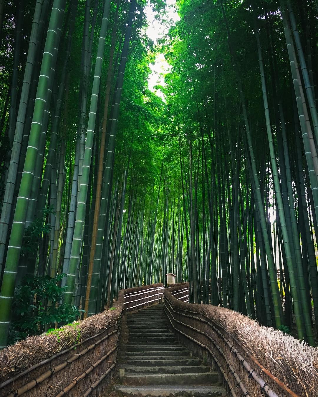 Бамбуковый лес в Арашияма, Киото.
