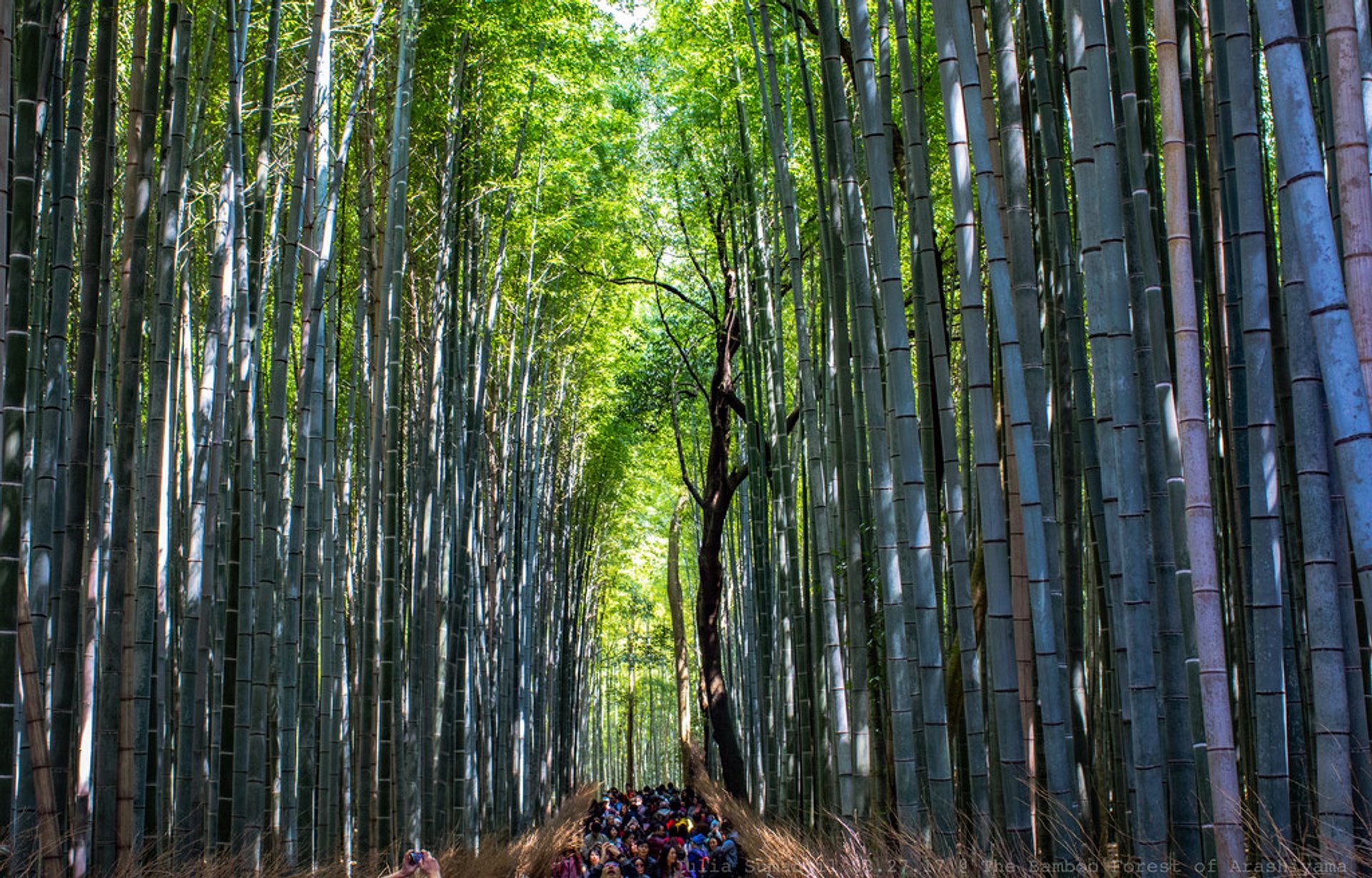 6. Бамбуковый лес Сагано (г.Киото)