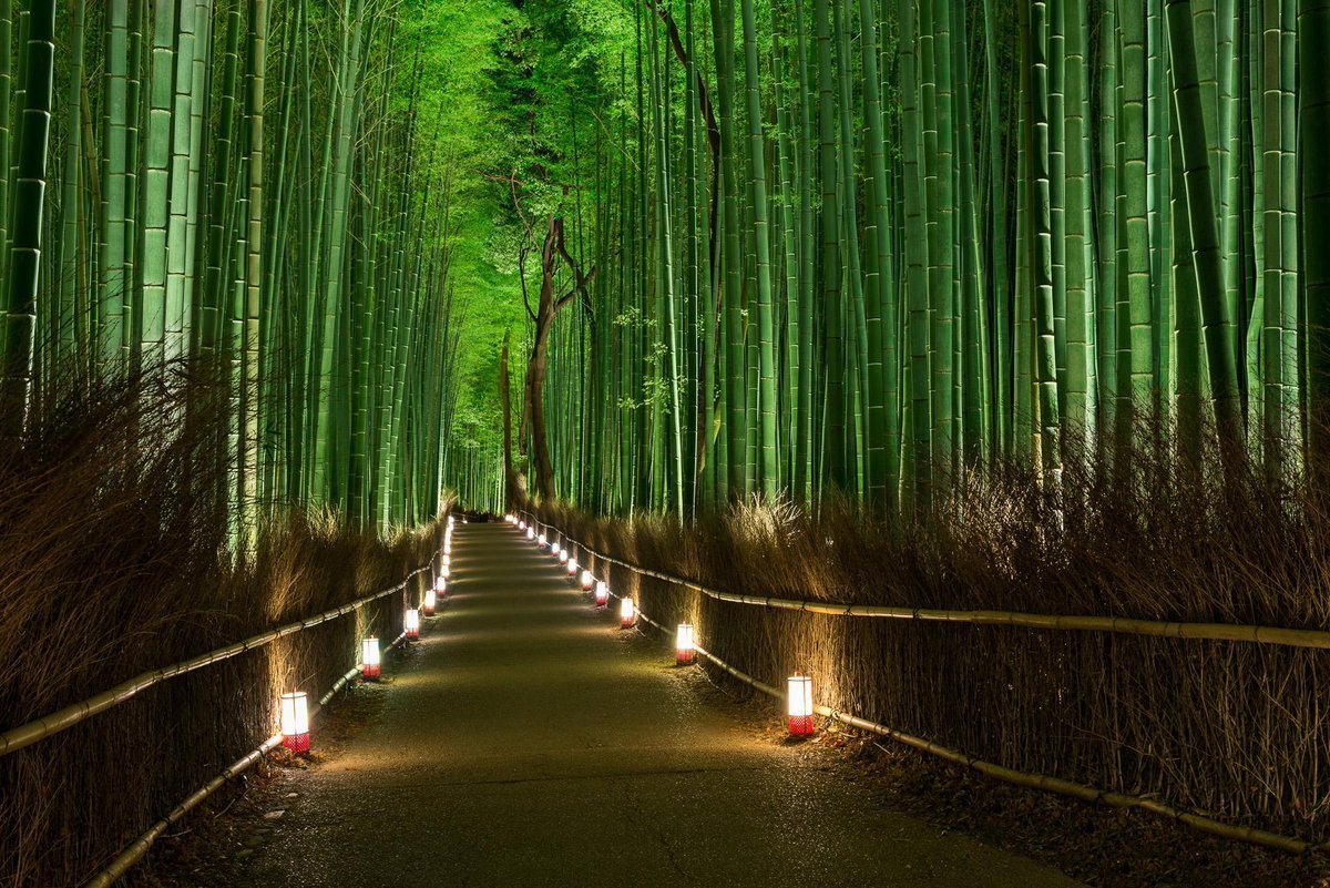 Бамбуковый сад Сагано
