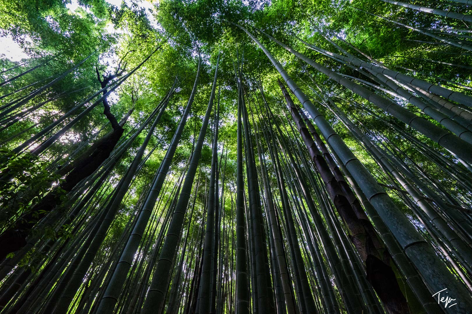 Бамбуковый лес Арасияма (Arashiyama Bamboo Forest)