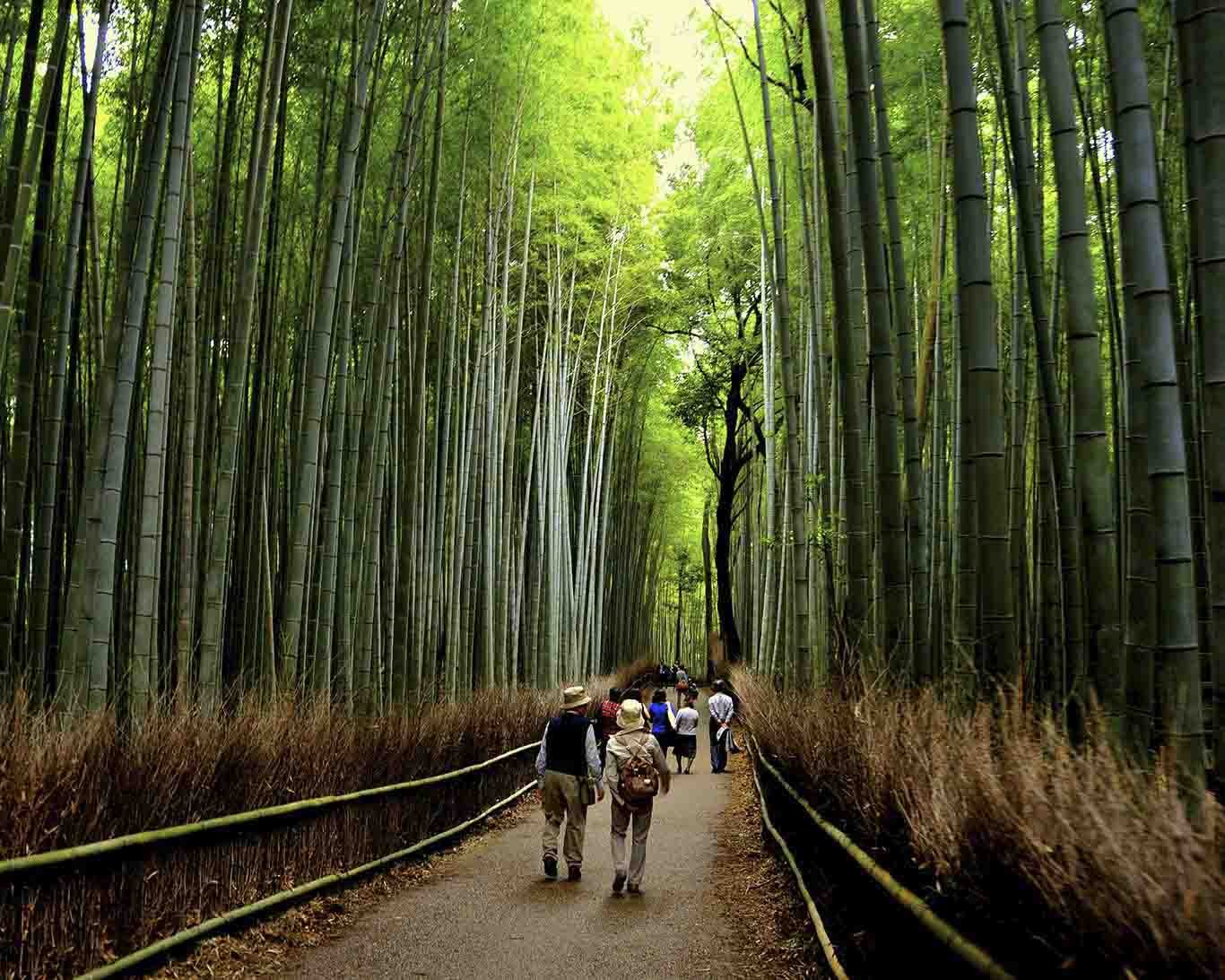 Бамбуковый лес Сагано (г.Киото)