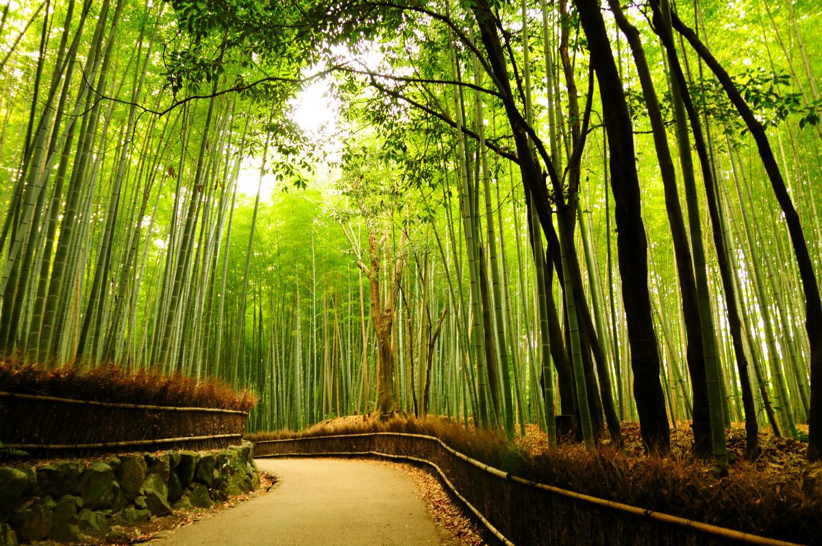 Бамбуковая роща Arashiyama (Киото, Япония)