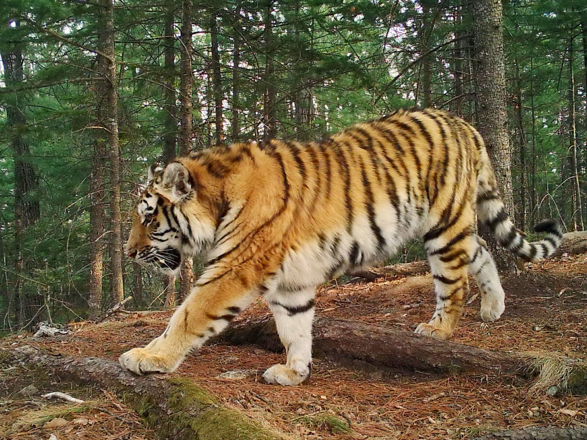 Амурский тигр распечатать фото