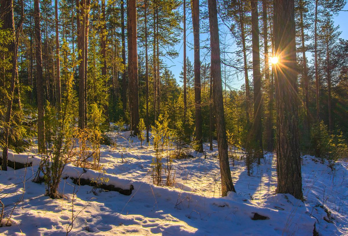 Солнце в зимнем лесу фото