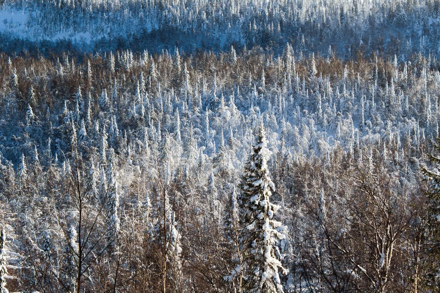 Южный Урал леса зимой
