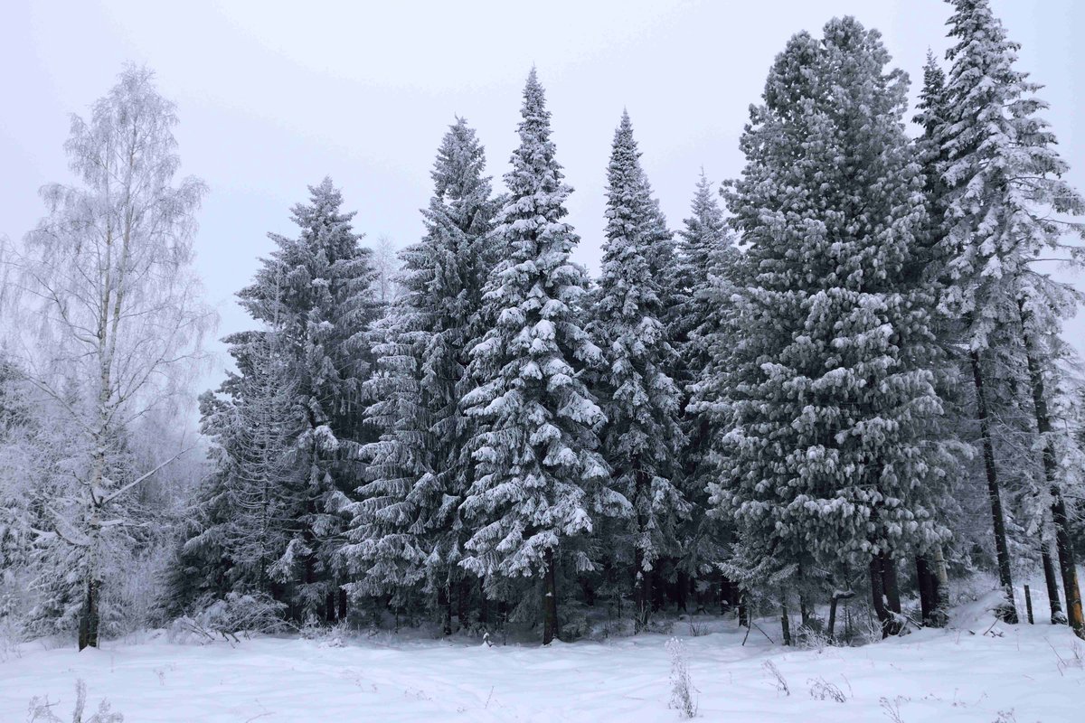 Южно Уральский заповедник лес зимой