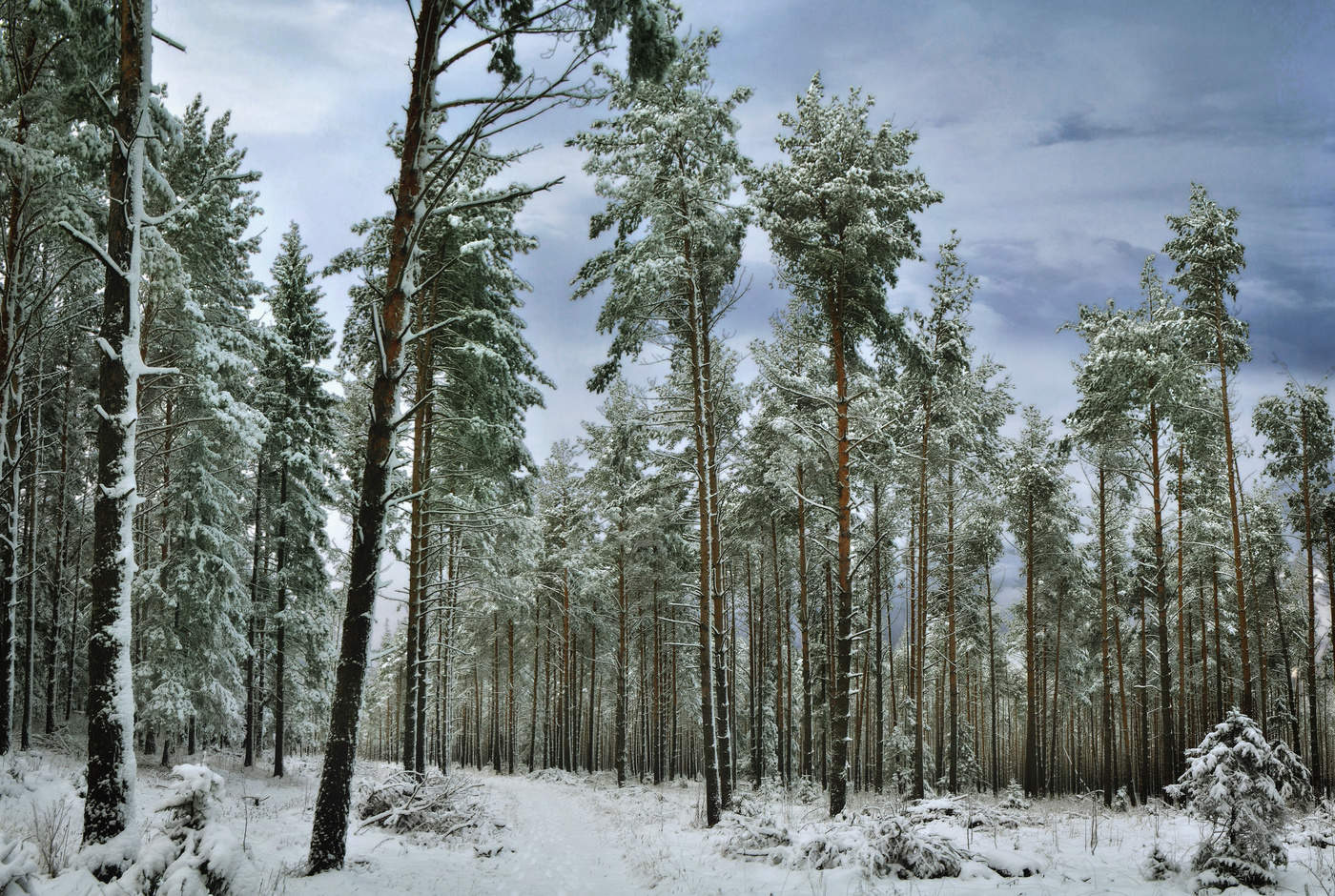 Урал лес зимой