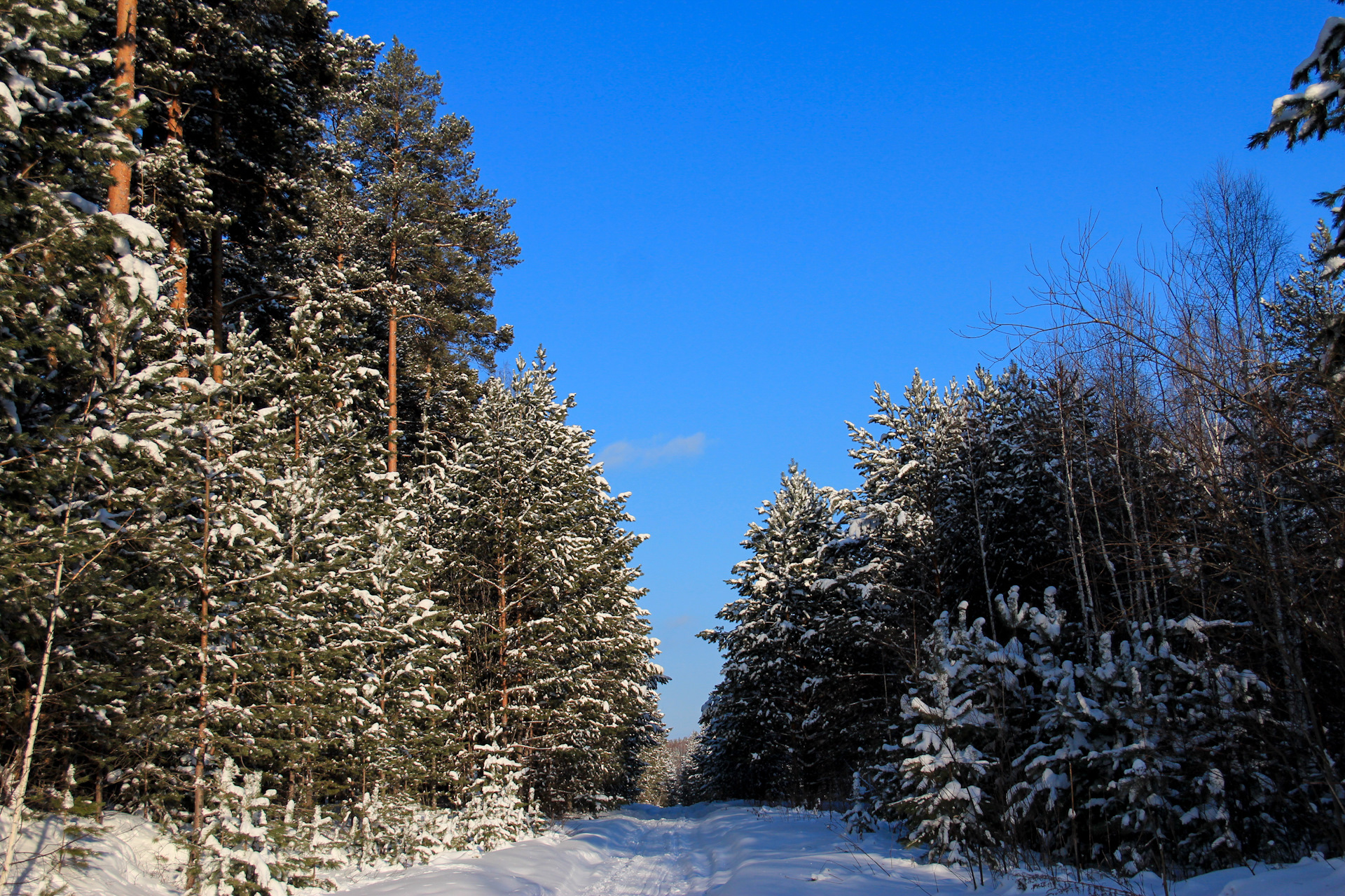 Еловый Уральский лес зима