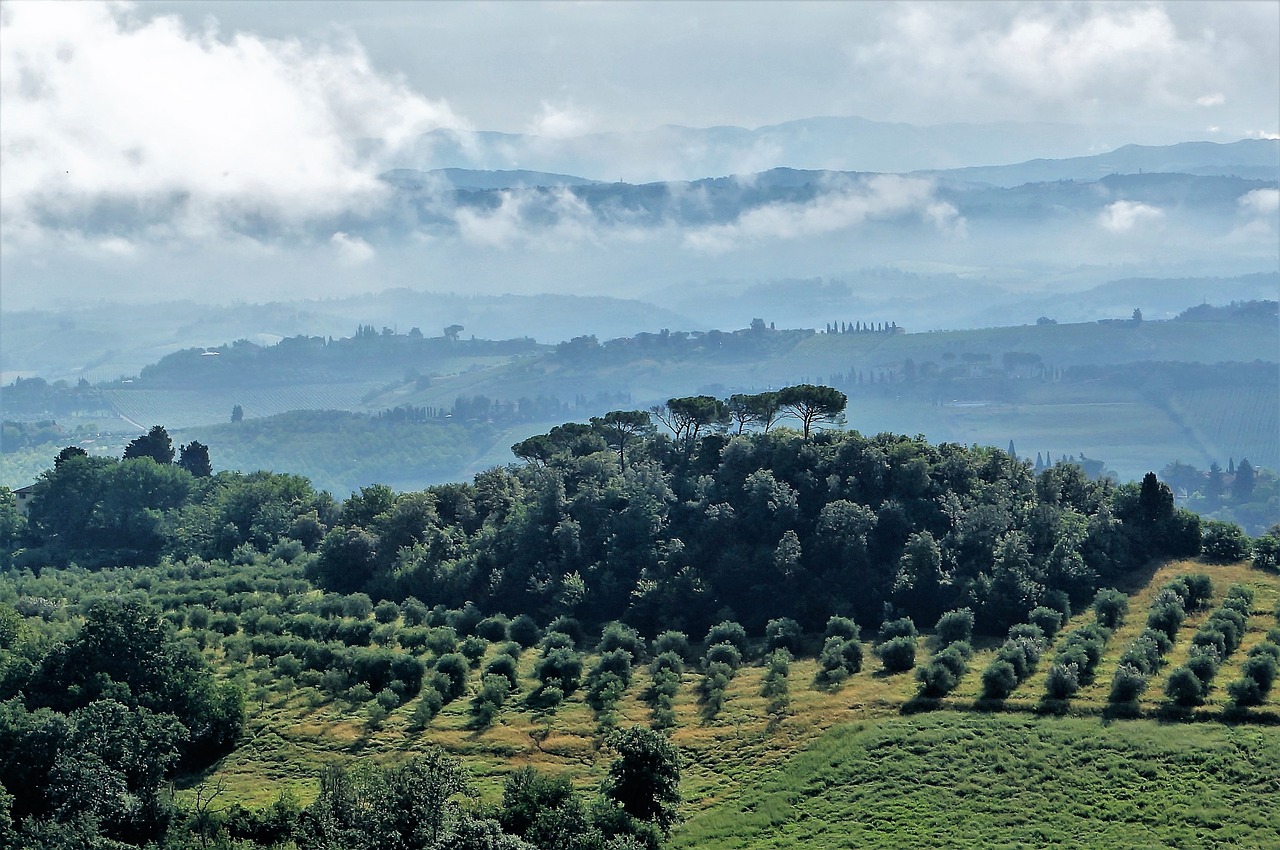 Тоскана Италия оливки