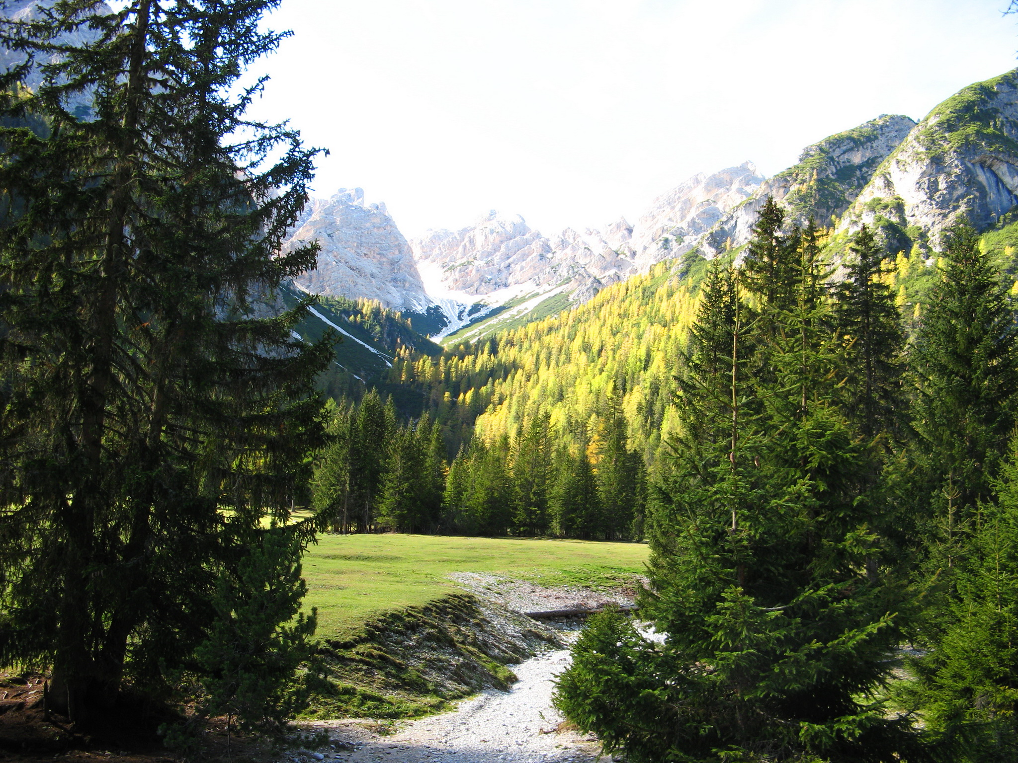 Хвойные леса Италии