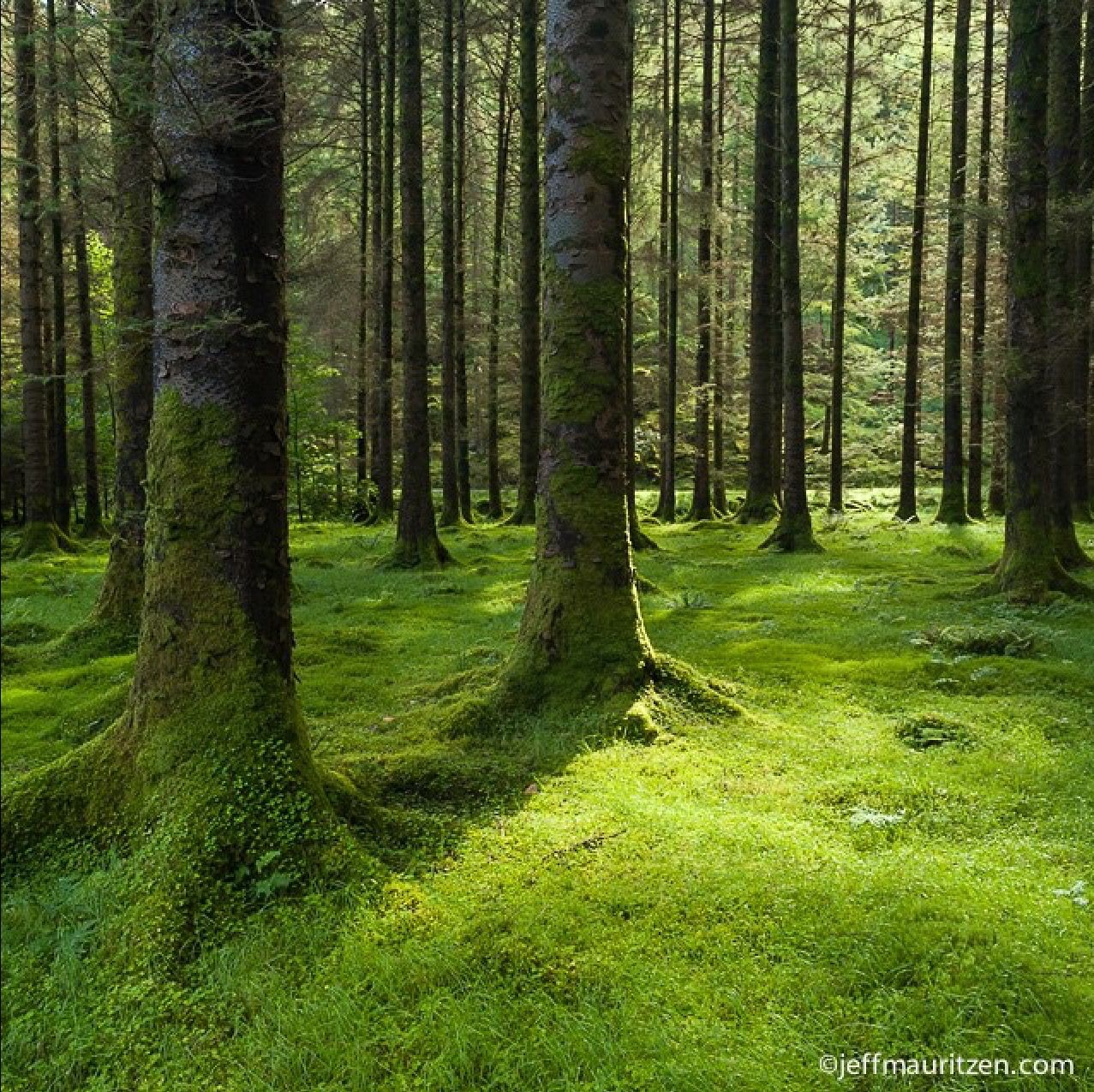 Хвойный лес Ирландии