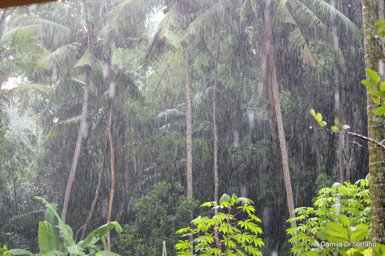 Тропический дождевой