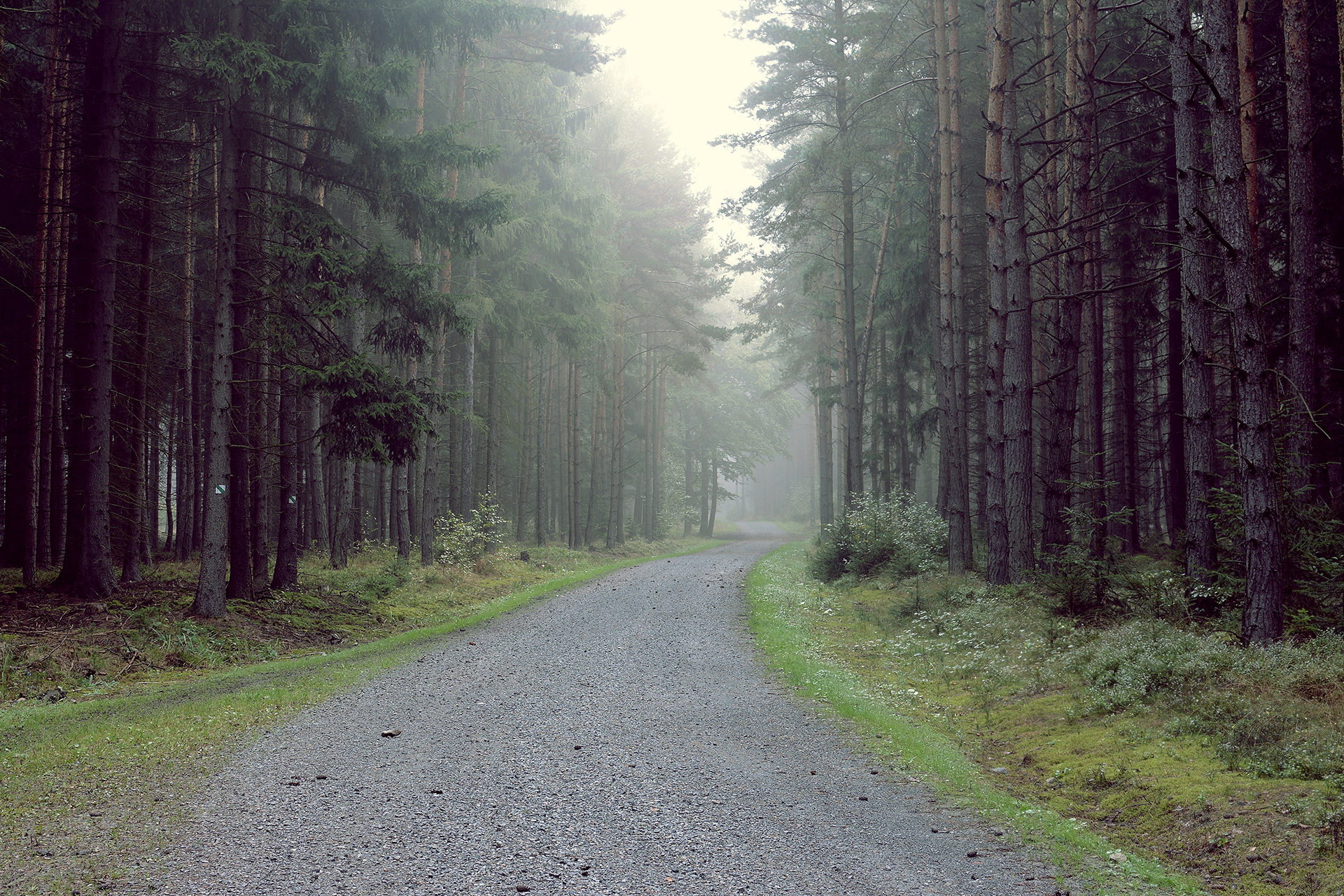 Дорога вдоль леса