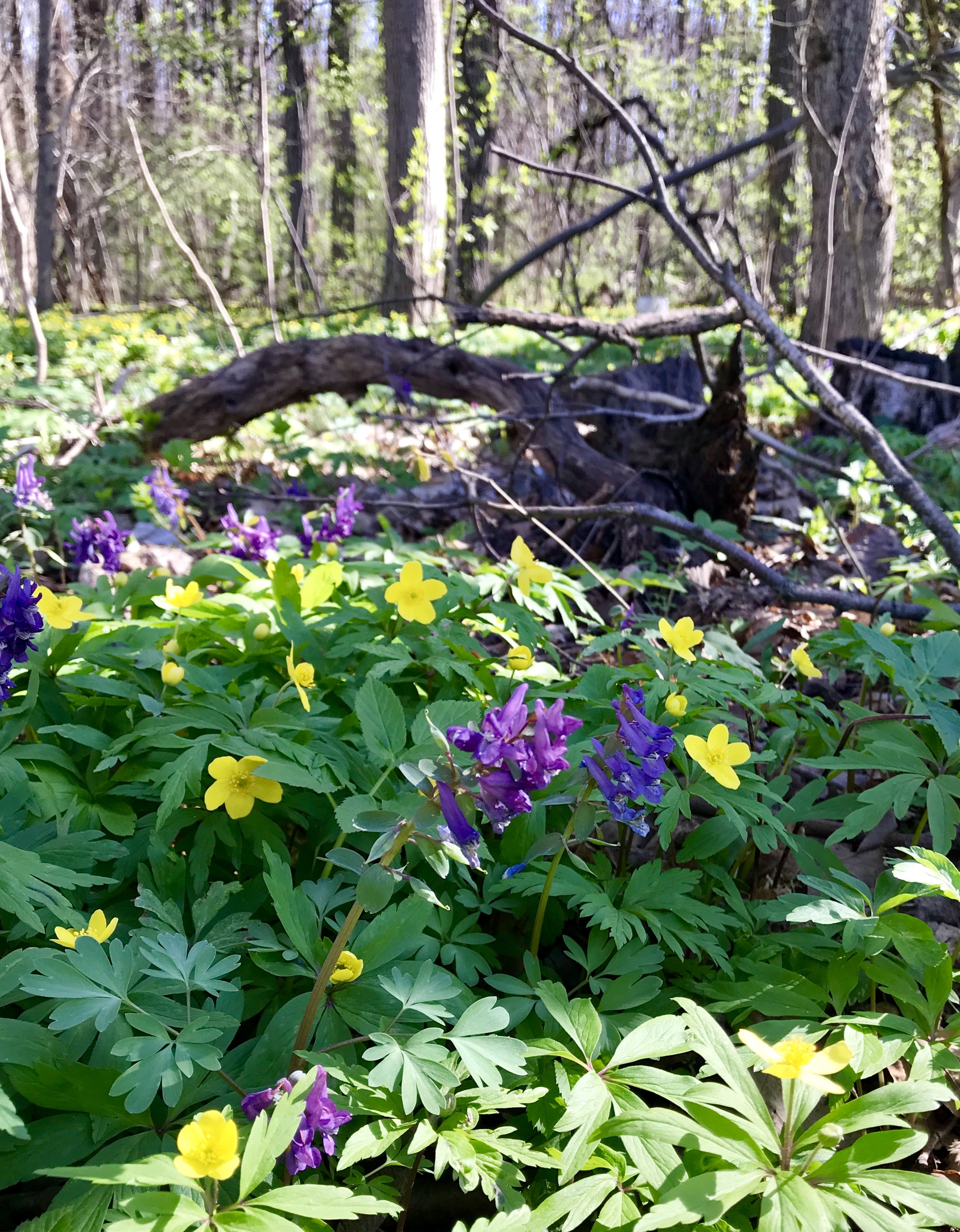 Цветы весной в лесу фото и названия