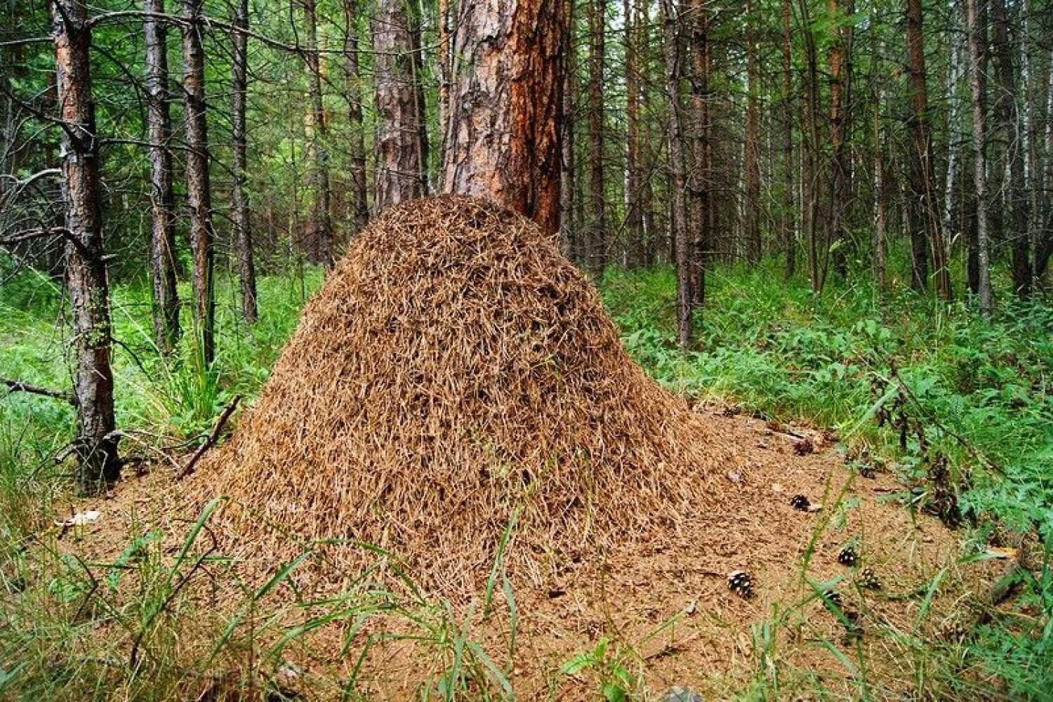 Лесной Муравейник муравьев внутри