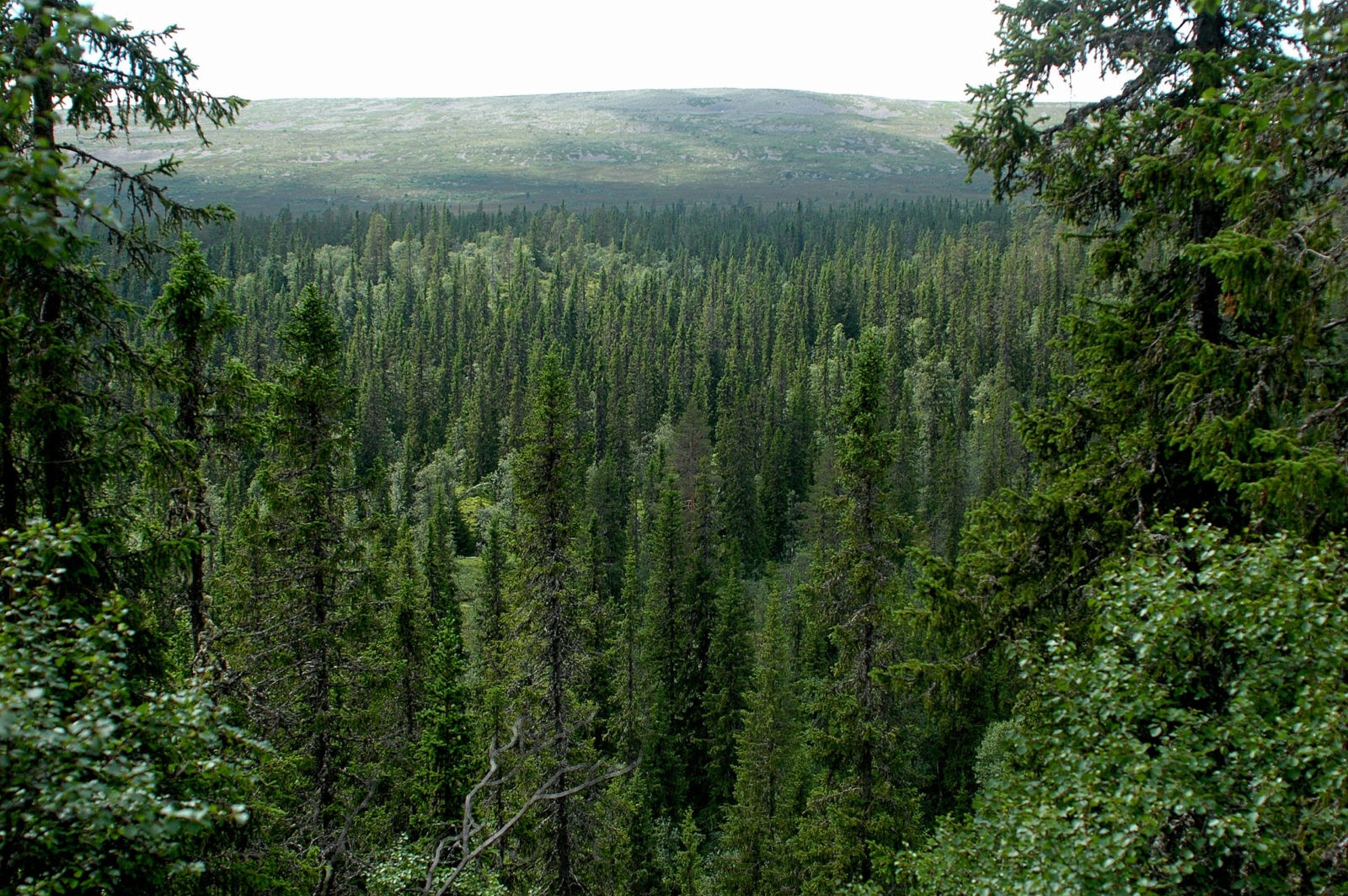 Южный район хвойных лесов Швеции