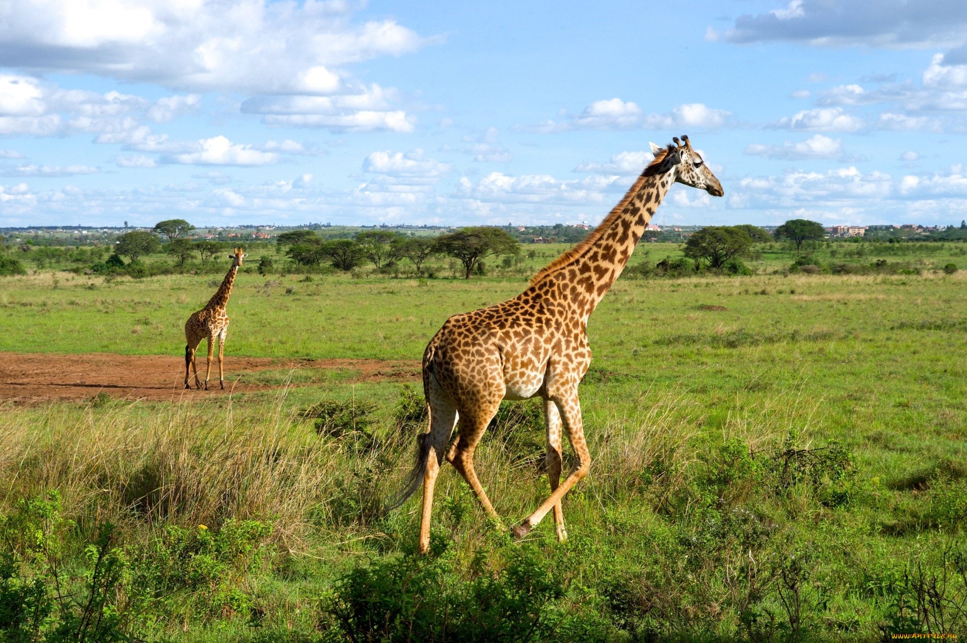 Национальный парк Найроби в Африке