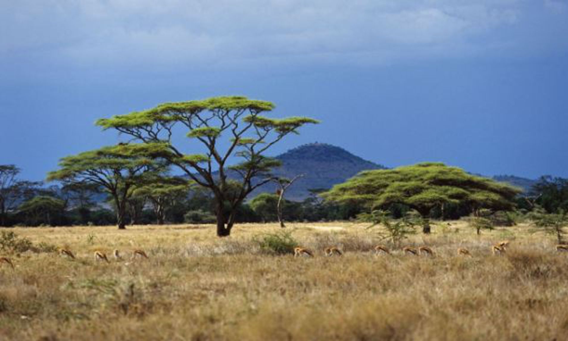 Саванна евразии. Миомбо в Танзании. Климат саванн Южной Америки. Саванны и редколесья Австралии растения. Саванны Льянос растения.