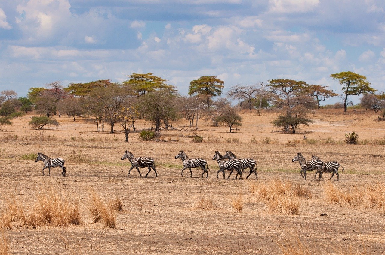 Саванны и редколесья Африки животные