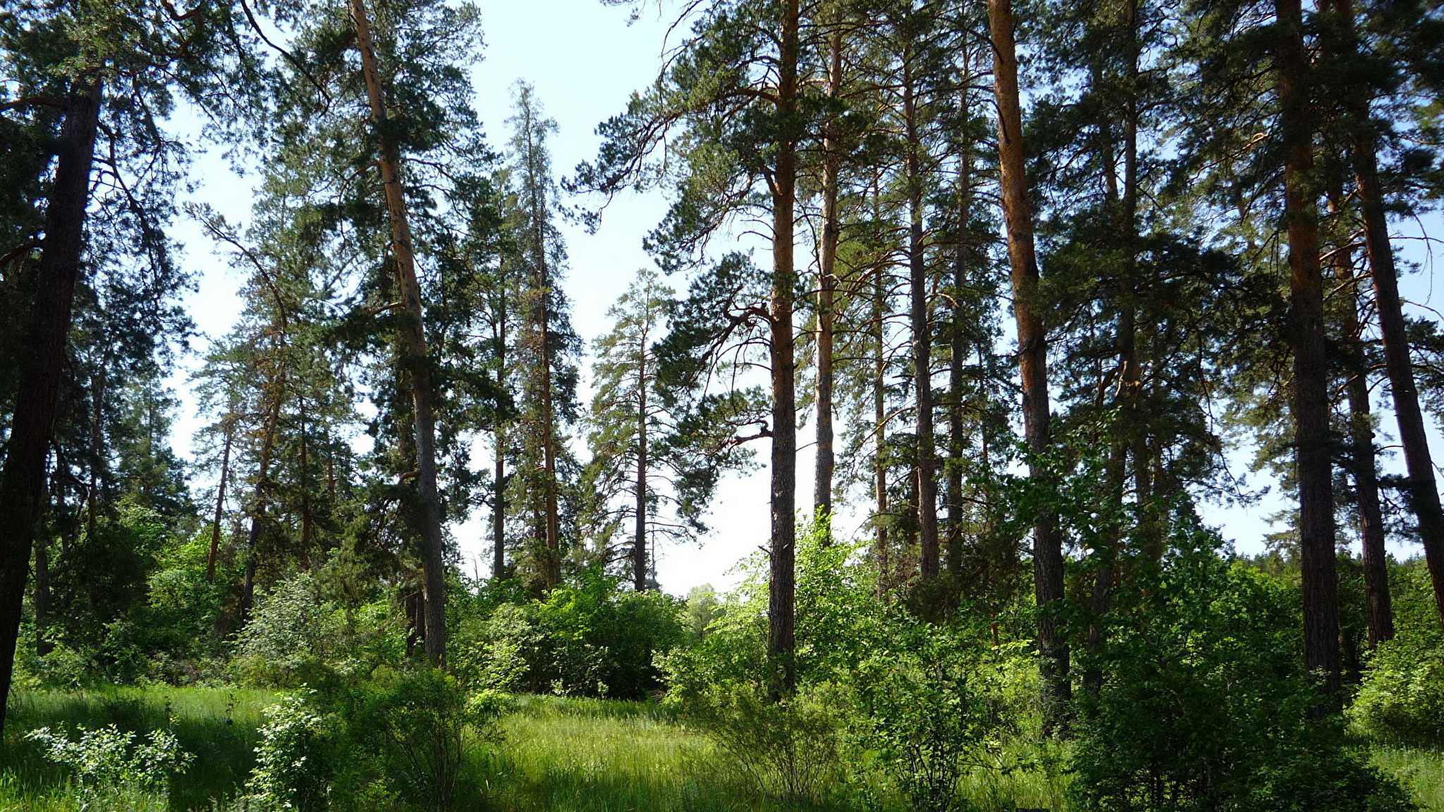 Сосновый лес фото