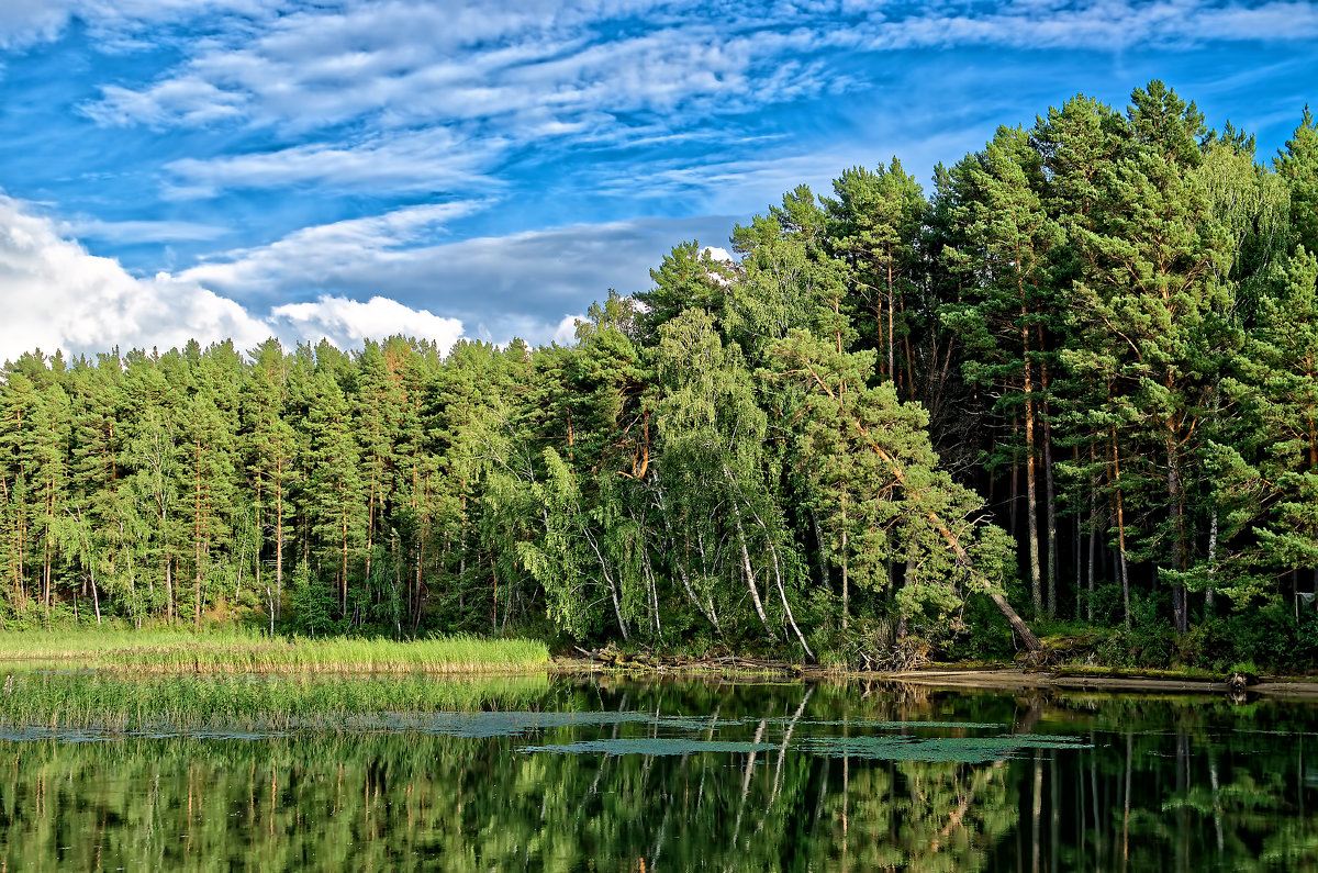 Караканский лес Новосибирская область