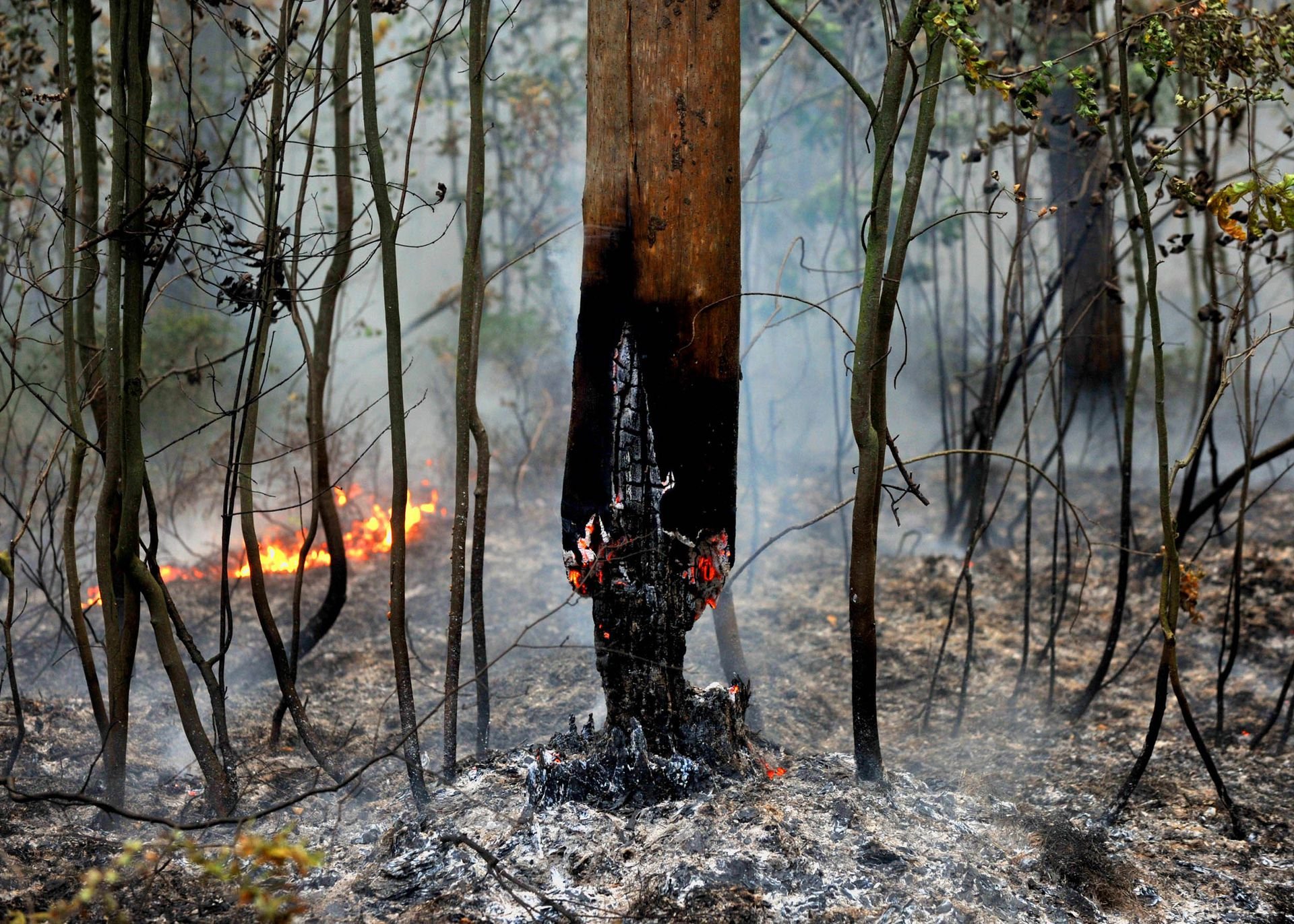 В следствии лесных пожаров. Лес после пожара. Деревья после пожара. После лесного пожара. Сгоревшее дерево.