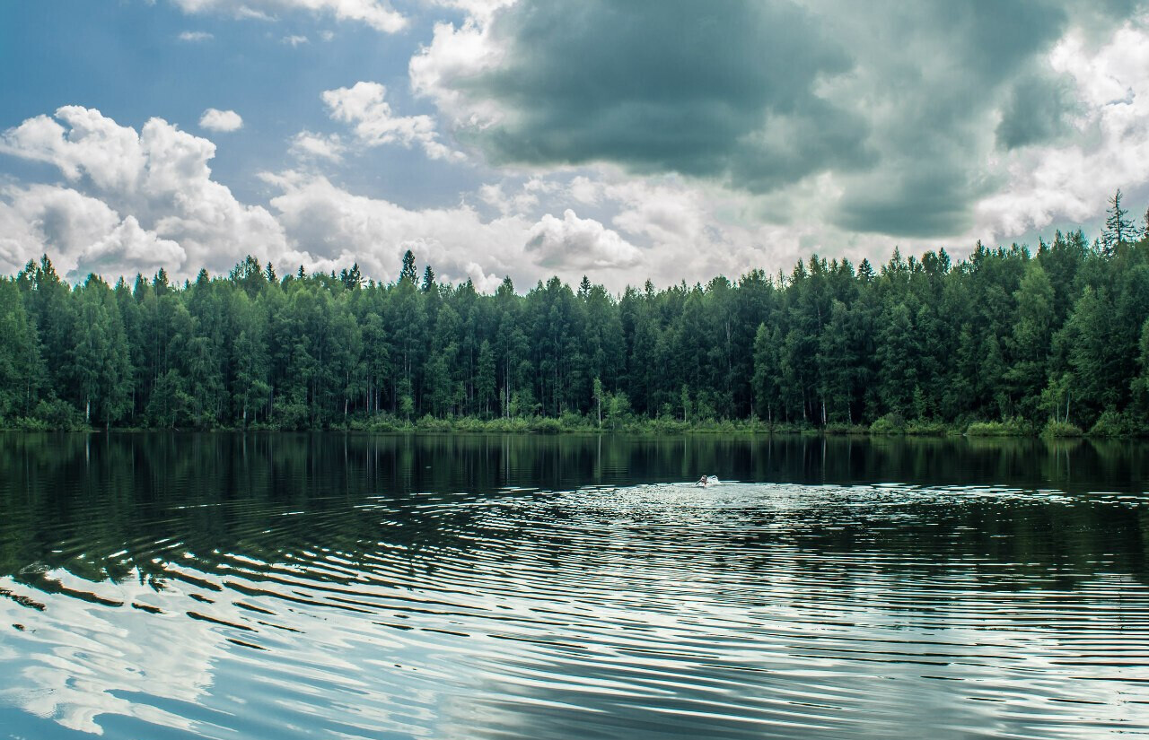 Бушковский лес Кировской области