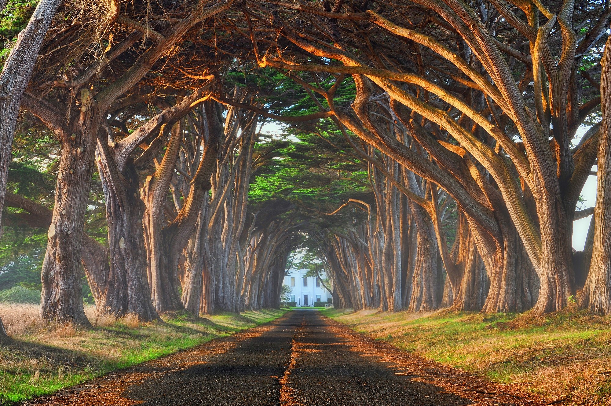 Тоннель из кипарисовых деревьев Калифорния
