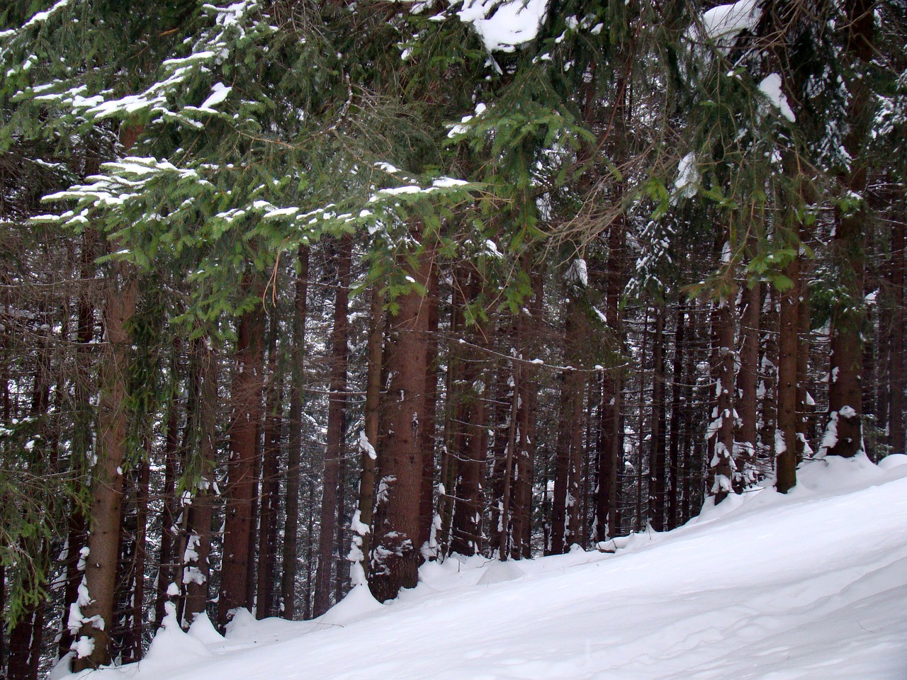 Хвойные леса Алтайского края зима