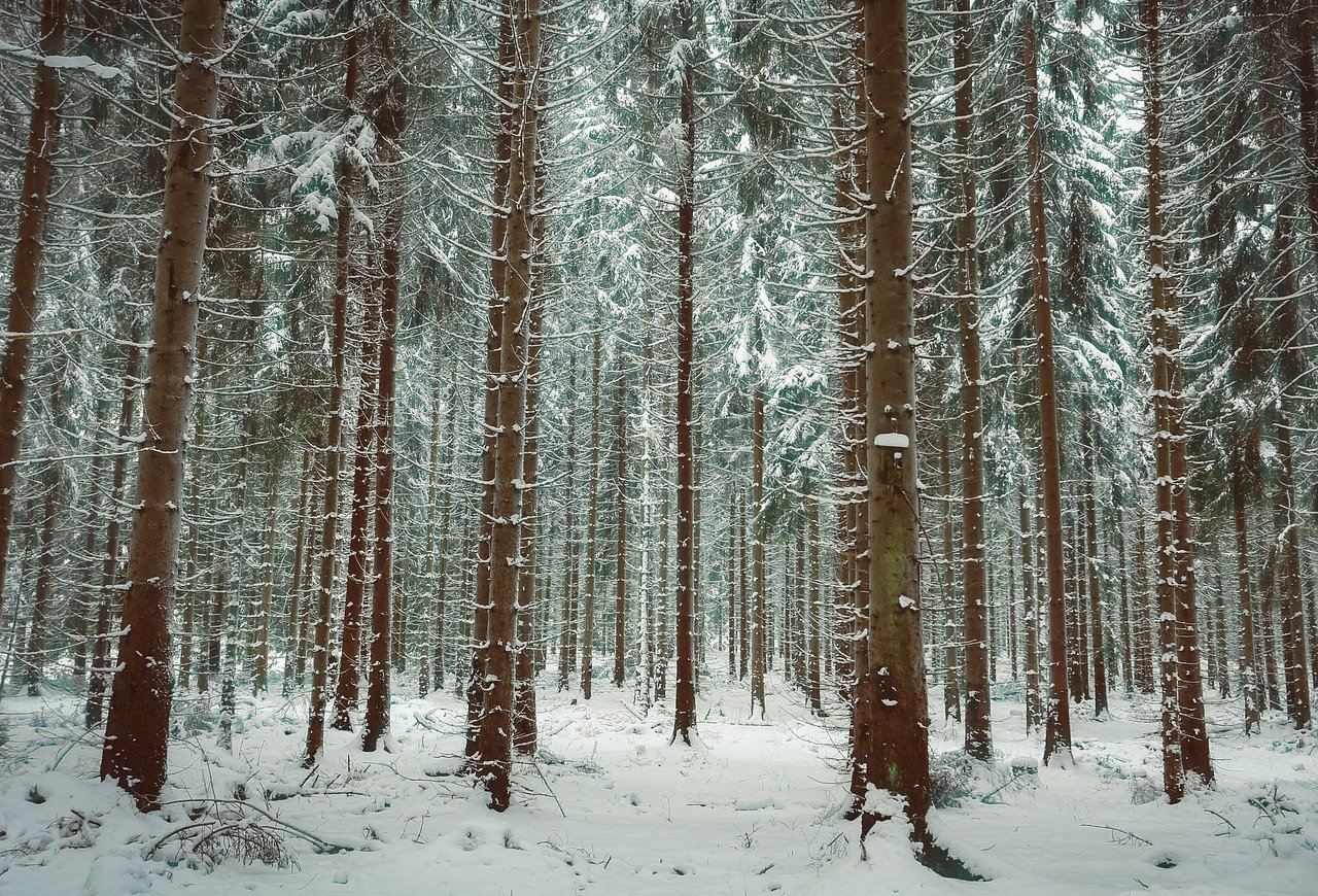 Белый хвойный лес зимой