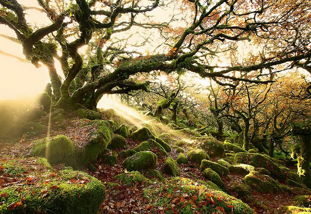 Ведьмин лес Девон Англия