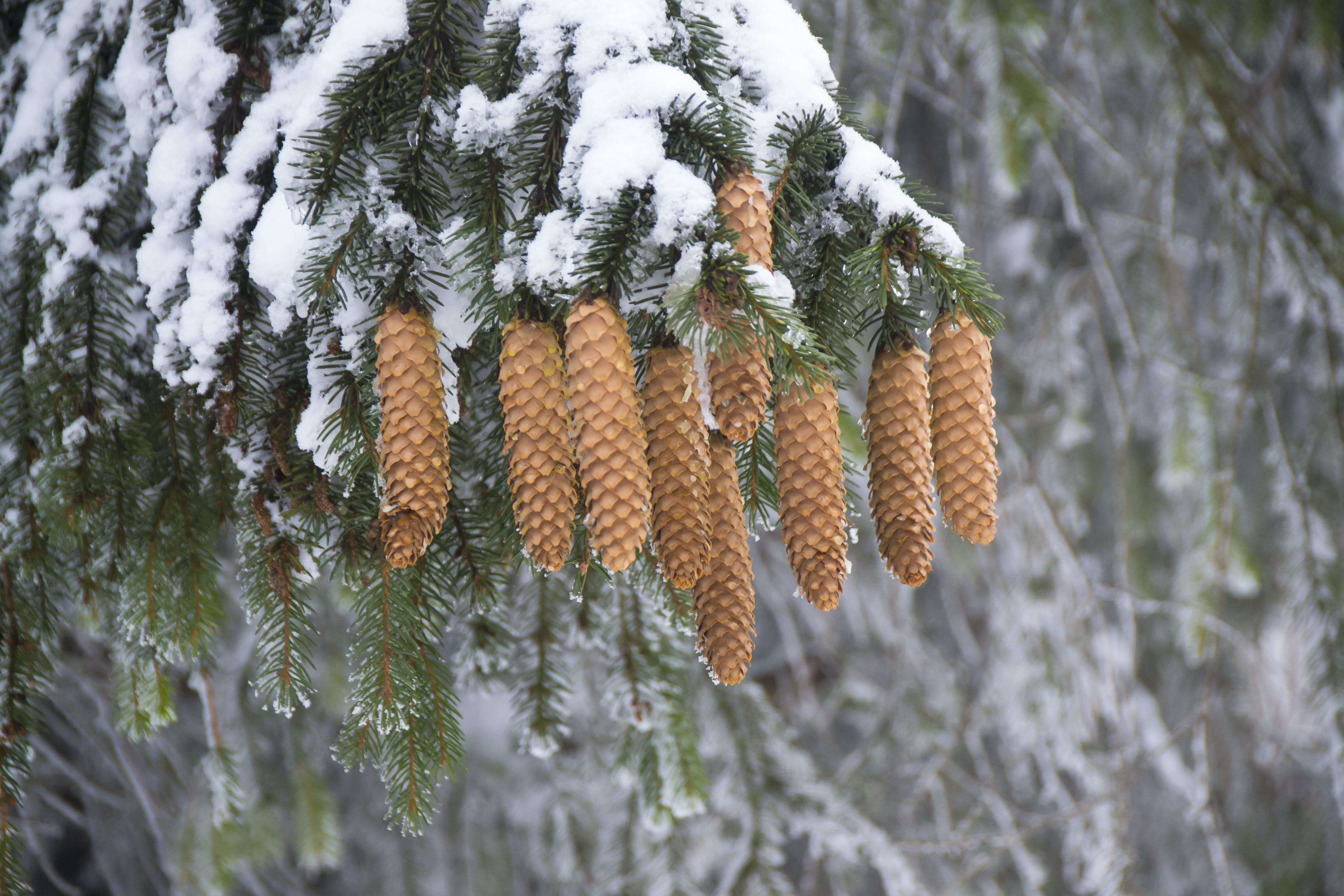 Зимние хвойные. Хвойный лес Аянская ель. Хвойные деревья в снегу. Зимние деревья с шишками. Сосна с шишками зимой.