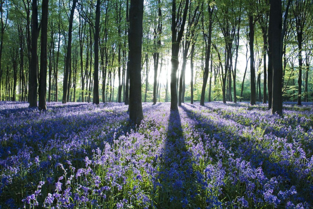 Хэмпшир Англия Колокольчиковый лес
