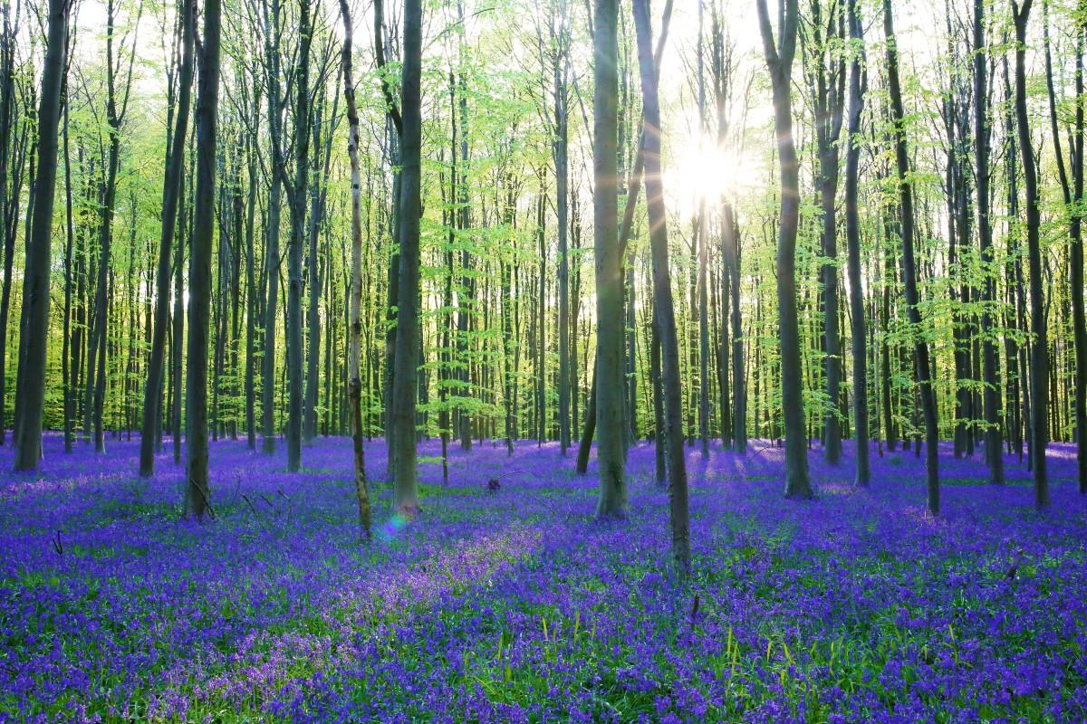 Синий-лес---Халлербос-бук.лес-Бельгия