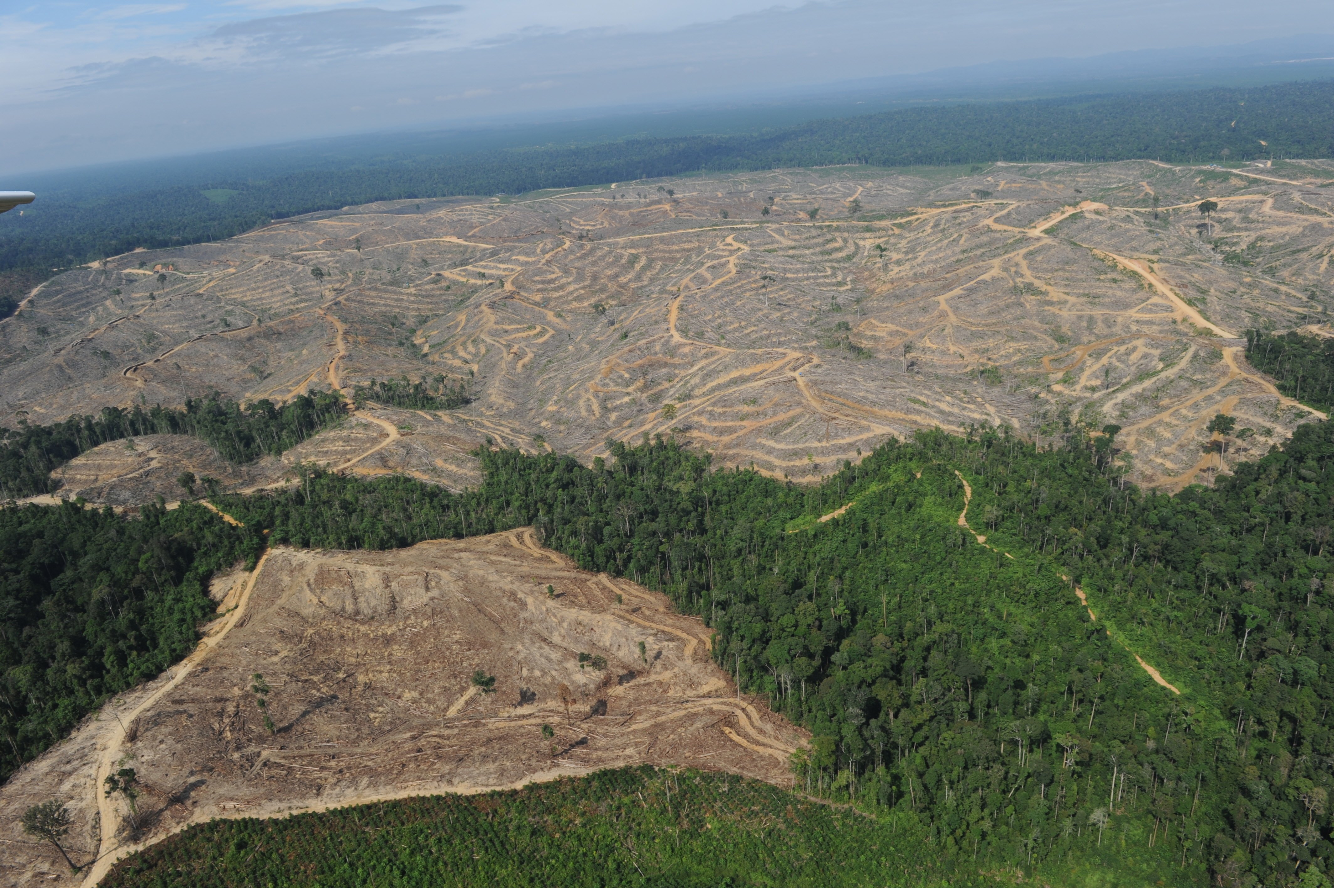 Вырубка лесов в китае