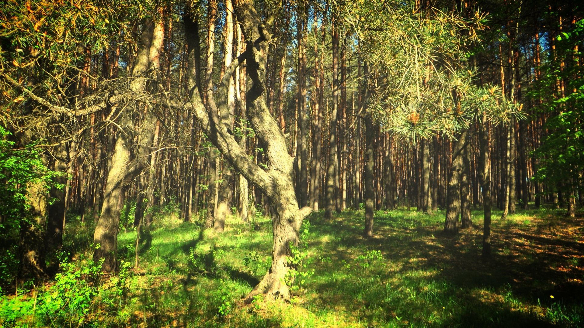 Молодой лес