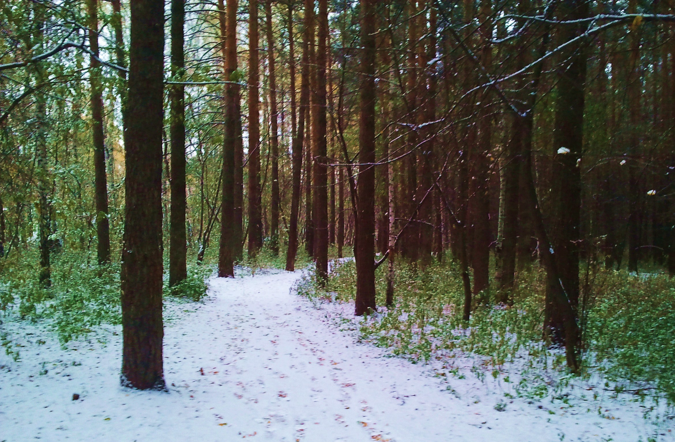 Снег в мае в лесу