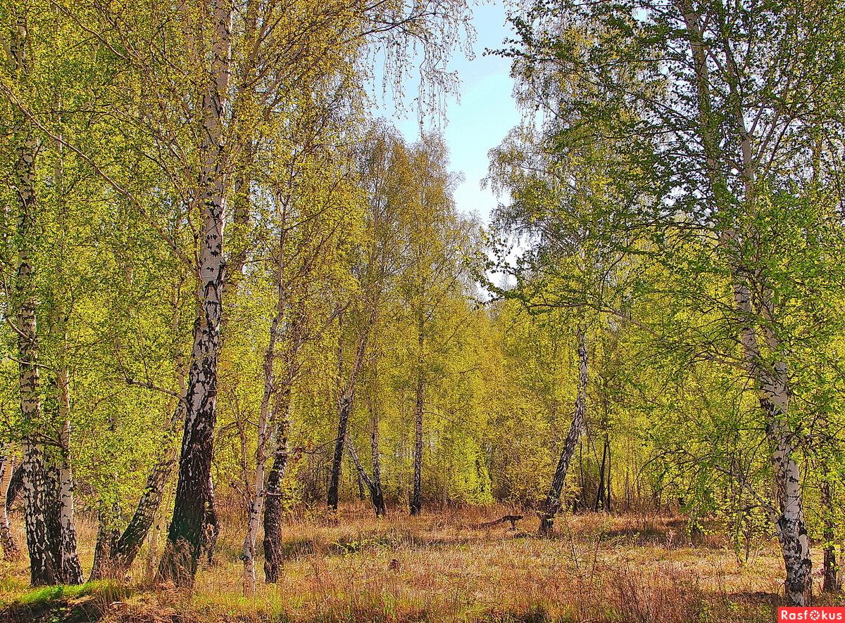 Майский лес Великий Новгород